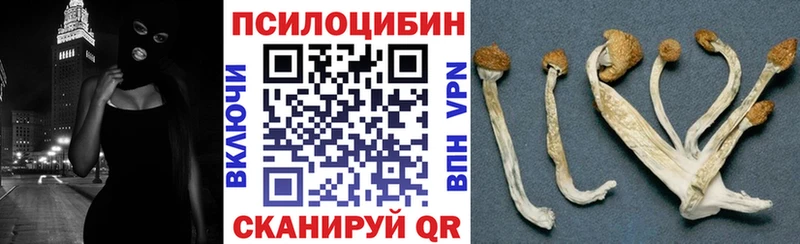Купить где  Зубцов  Галлюциногенные грибы Psilocybine cubensis 